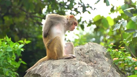 Monkey itching his body while sitting on the rock Stock Footage 218280287