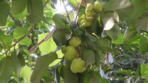 Monkey jack fruit Video stock 342257394