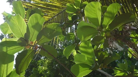 Monkey jack fruits Stock Footage 342807755