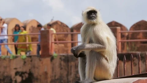 Monkey At Jaigarh Fort 库存影片 100076595
