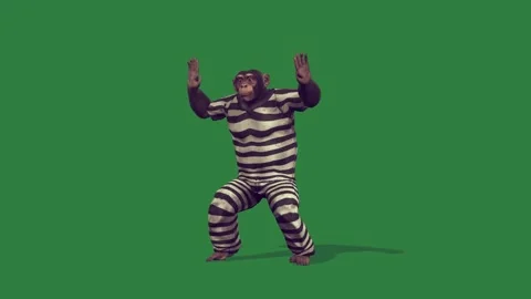A monkey in jail suit isolated isolated on green screen background Stock Footage 336890431