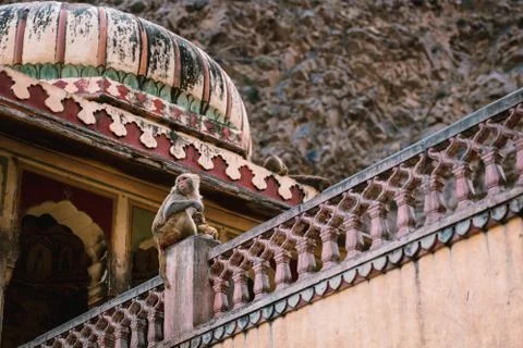 Monkey, Jaipur Stock Photos