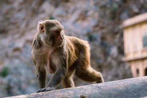 Monkey, Jaipur Stock Photos