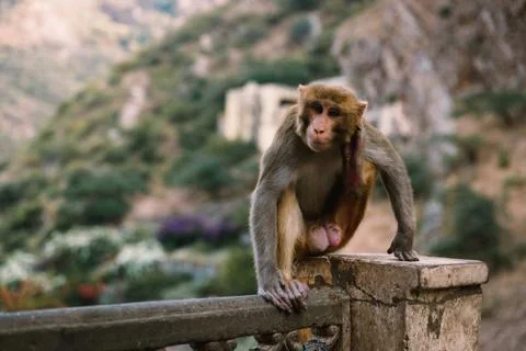 Monkey, Jaipur Stockfoto's