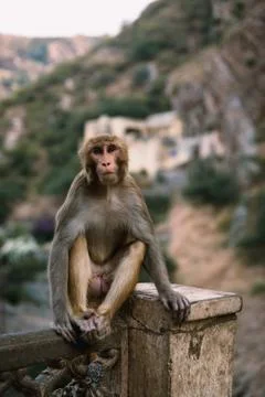 Monkey, Jaipur Stock Photos