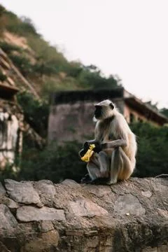 Monkey, Jaipur Stock Photos