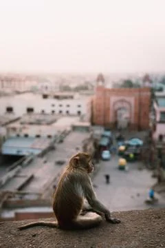 Monkey, Jaipur Stock Photos