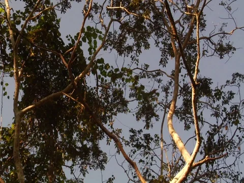 Monkey Jumping Across Tree Branches in Amazon Jungle Rainforest Stock Footage 112934892