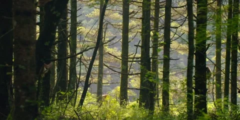 The monkey is jumping among the woods Stock Footage 308227107