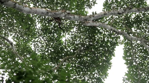 Monkey jumping on branch of a tree in tropical rainforest Stock Footage 48739682