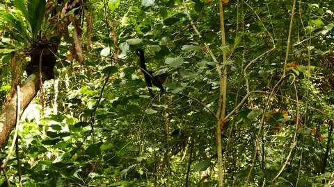 Monkey jumping down a tree while vocalising softly Video stock 123620624