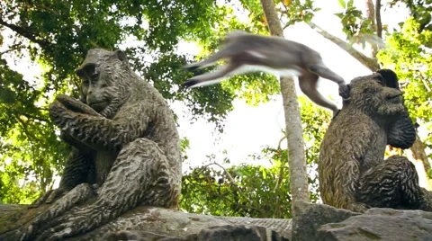 Monkey jumping Stock Footage 41872507