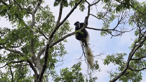 Monkey Jumping in Forest Trees in Africa, Black and White Colobus Monkeys Stock Footage 285115381