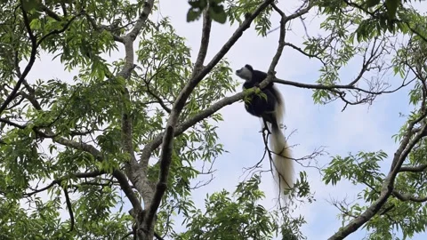 Monkey Jumping in Forest Trees in Africa, Black and White Colobus Monkeys in Stock Footage 299244115