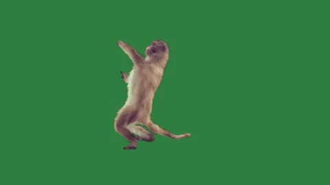 A monkey is jumping on green screen and in the air dog standing its hind Stock Footage 335696823