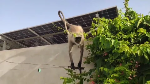 A monkey jumping from house to another house by crossing the road Stock Footage 336712035