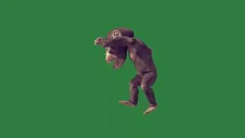 A monkey is jumping isolated isolated on green screen background Stock-Footage 336890442
