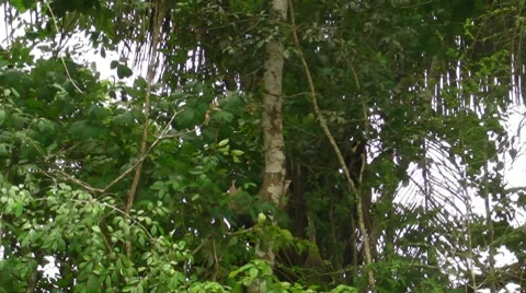 Monkey jumping in palm trees Stock Footage 8608223