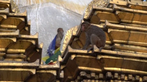 Monkey Jumping in Temple in Kathmandu, Nepal. Buddha Stupa. Stock Footage 104053672