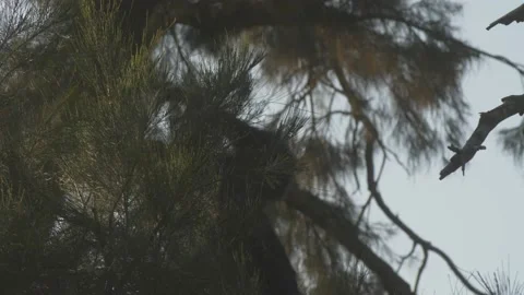 Monkey jumping through trees Stock Footage 131900771