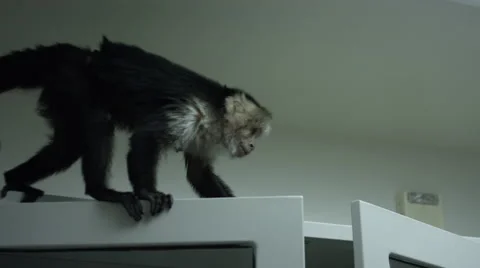 Monkey jumping from top of cabinet at veterinary clinic 스톡 동영상 67555605