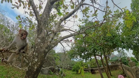 Monkey Jumping Toward Fruit Above Hooded Person in Pink Outfit Seen in Wide Angl Vídeo Stock 323493848