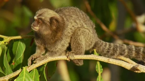 Monkey jumping from tree branch Stock-Footage 60690890