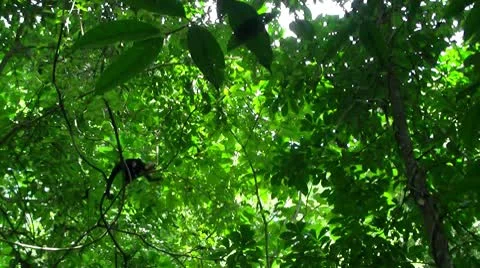 Monkey jumping in tree Vidéo 8839044