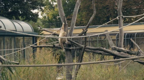 Monkey jumping on tree Stock-Footage 55769579