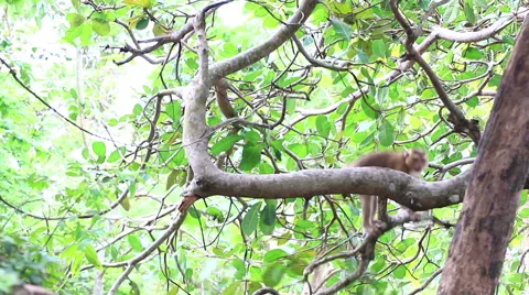Monkey jumping on the tree. Stock Footage 64067387