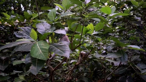 Monkey jumping on the tree in forest Stock Footage 110497707