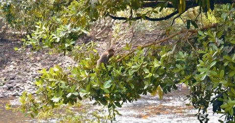 Monkey jumping in the tree Foto stock