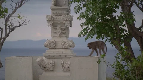 Monkey jumping on a tree from a statue in a temple Stock Footage 126992546
