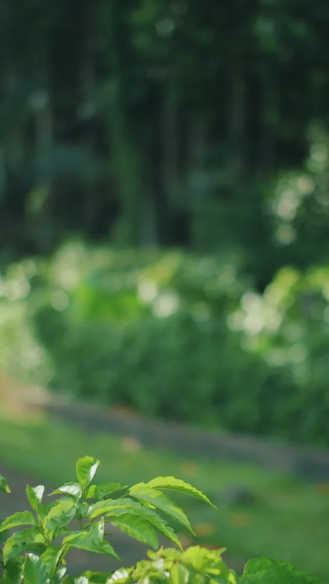 Monkey jumping off tree stump holding banana peel Stock Footage 308963329