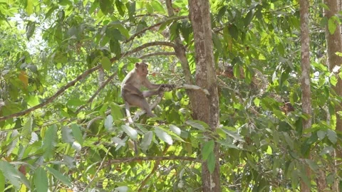 Monkey Jumping on Trees in Jungle Cambodia Stock Footage 303627431