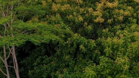 Monkey jumps mid-air. 스톡 동영상 125045456