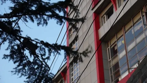 Monkey jumps from tree to building, Dharamsala, India Video stock 74337899