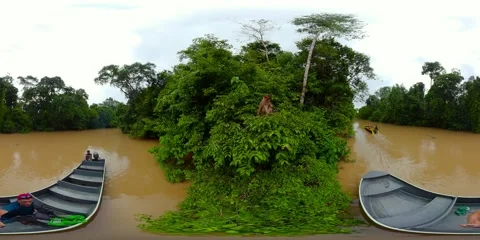 Monkey in the jungle. 360 panorama. Stock Footage 221751770