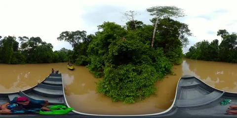 Monkey in the jungle. 360 panorama. Stock Footage 311511193