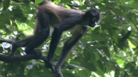 Monkey jungle  Stock Footage 909609