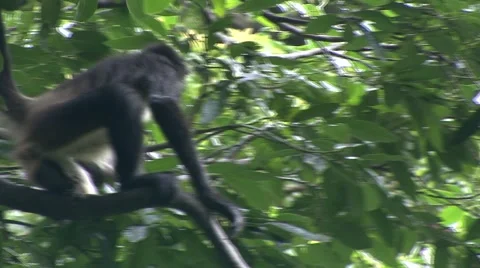 Monkey jungle  Stock Footage 909612