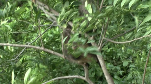 Monkey jungle  Stock Footage 909618