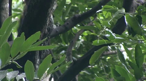 Monkey jungle  Stock Footage 909620