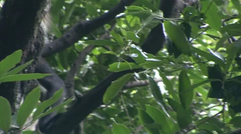 Monkey jungle  Stock Footage 909624