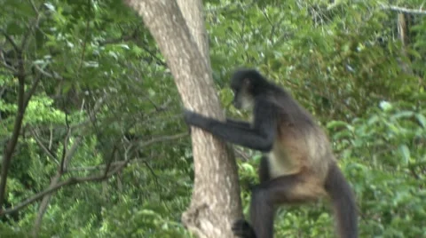 Monkey jungle  Stock Footage 909635