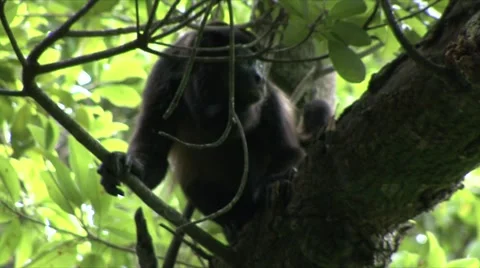 Monkey jungle  Stock Footage 909640