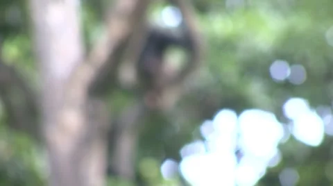 Monkey jungle  Stock Footage 909649