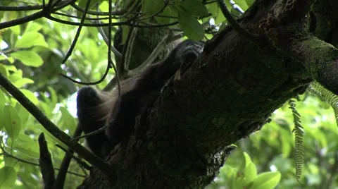Monkey jungle  Stock Footage 909659