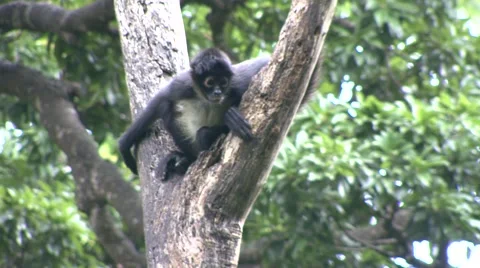 Monkey jungle  Stock Footage 909683