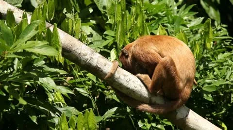 Monkey in Jungle Stock Footage 10737007